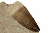 Huge, Mosasaur (Prognathodon) Tooth In Rock - Morocco #192500-1